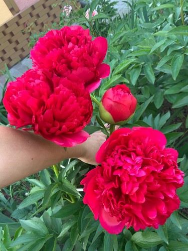 Peony Plant Root "Golden Angel " with 3-5 eyes (not seeds) - Picture 2 of 3