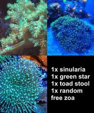 4 Softie Reef Live Coral Frag - Saltwater - Neon Sinularia, GSP, Toad Stool, ZOA