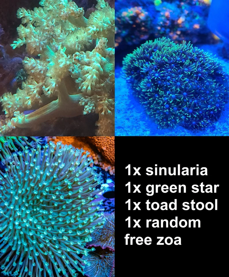 4 Softie Reef Live Coral Frag - Saltwater - Neon Sinularia, GSP, Toad Stool, ZOA