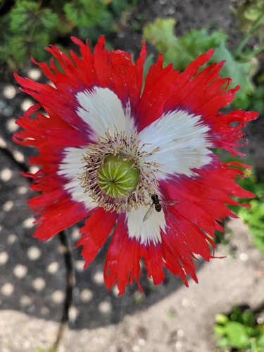 PAPAVERO DA LETTO - "BANDIERA DANESE" - PAPAVERO SOMNIFERUM - BICOLORE - ROSSO-BIANCO-100 SEMI