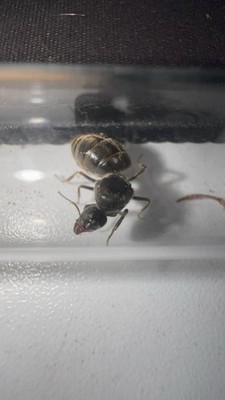 Test Tube for velvety tree ant, Liometopum Apiculatum! FRESH CAUGHT