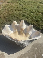 giant clam shell tridacna gigas