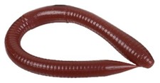 Bait Breath Vein Power Plus 5.5