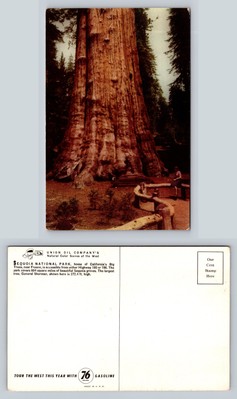 Sequoia National Park Giant Sequoia Tree Postcard Vintage Nature Image