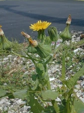 100 Sow Thistle Seeds Organic Non-GMO