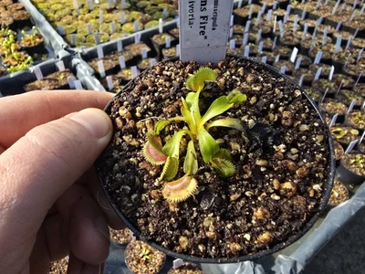 Dionaea muscipula "Dragon Fire", fleischfressende Pflanzen, Venusfliegenfalle - Bild 1 von 2