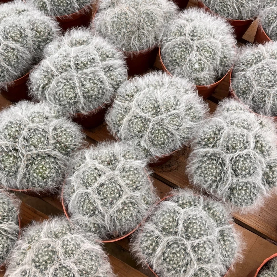 5'' Cactus Snowfield Gaosha, Live Cactus Plants,Rare Plants - Image 4 of 4