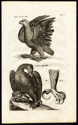 Antiker Druck - GOLDENER ADLER - RAUBVÖGEL - KLAUE - Jonston - Merian - 1657