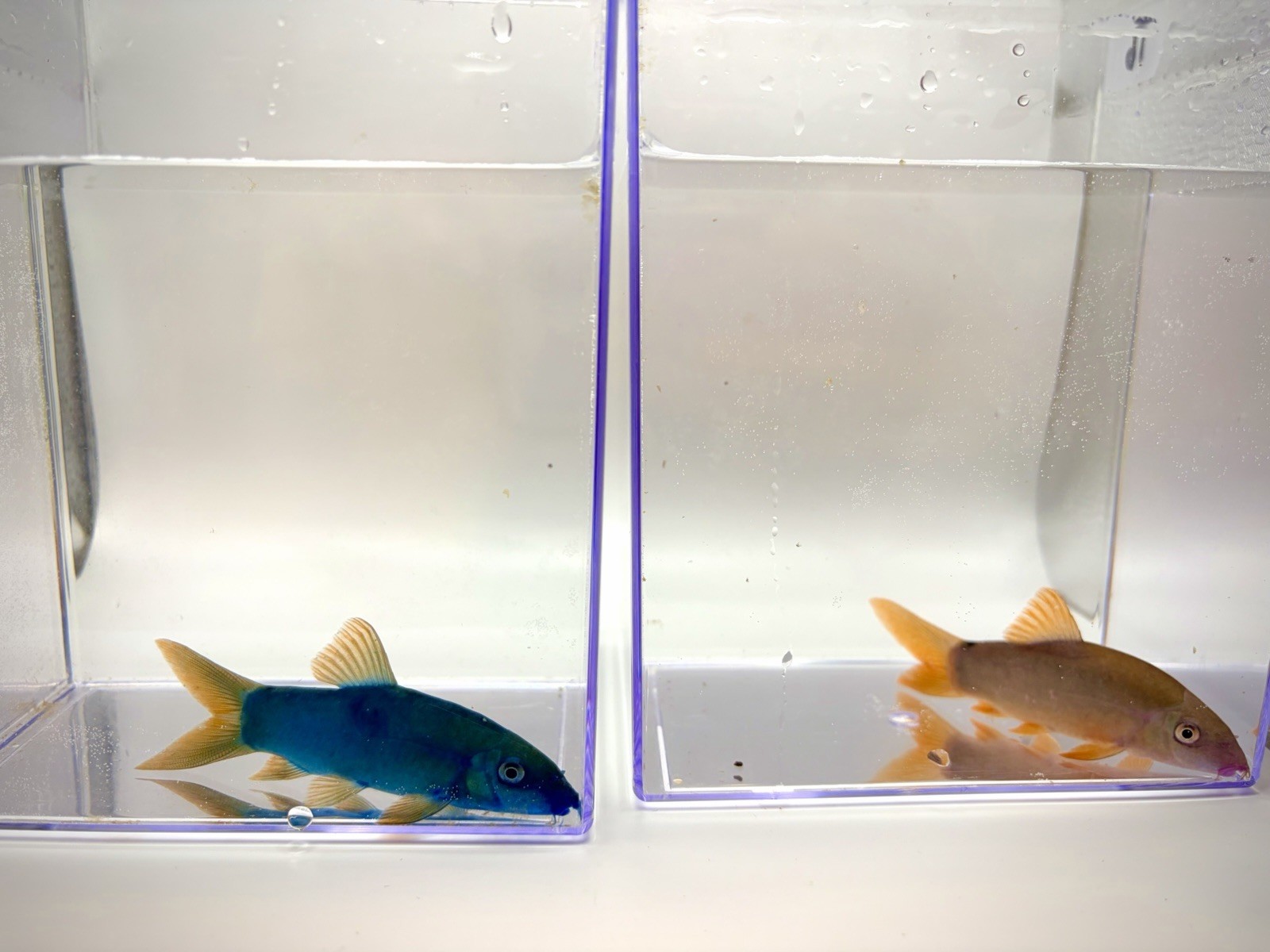 Botia Loaches Available! 4 Inches [ 2 color morphs available Message Us]