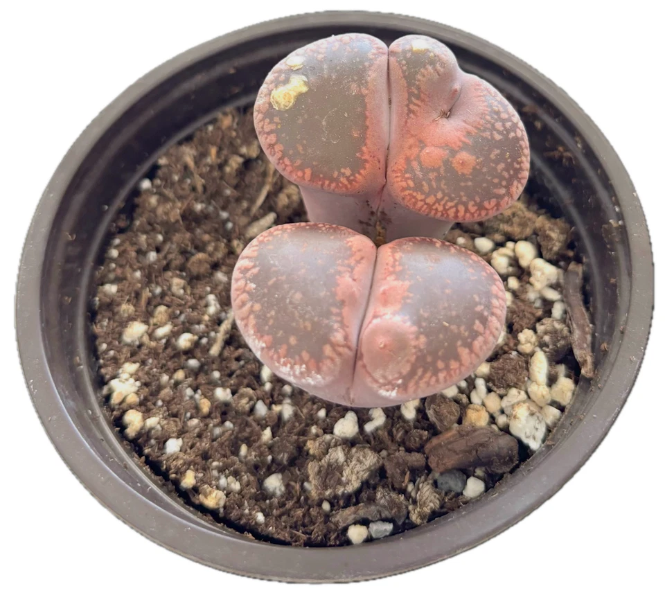 Was $20 Now $10 Lithops Live Succulent Plant, Large 4" Pot, Rare Living Stone - Image 2 of 4