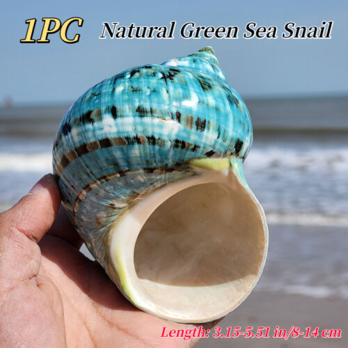 Grand Vert Mer Snail Naturel Coque Conque Aquarium Paysage Coquillage 8-14CM - Afbeelding 1 van 12