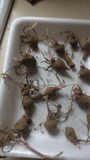 Tubérculos de alcachofa Jerusalén orgánicos rojos muy pequeños 9+1 gratis PARA PLANTAR