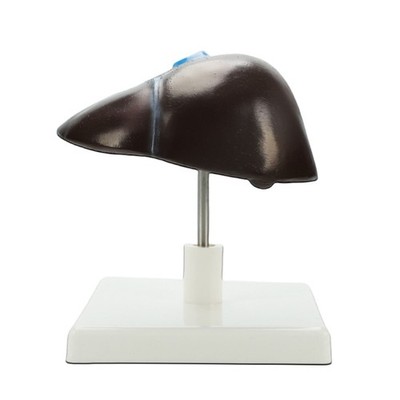 Anatomical Hepatic Structure Model Life Size PVC Human Liver Anatomy Model