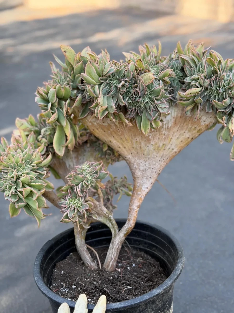 Cactus Aeonium Cactis&Succulents for sale | eBay
