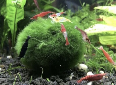 Marimo Moss 2 Balls 1.6 inch (4cm)(Cladophora) Live Plant Aquarium Tank