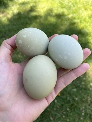 Moss Speckled Olive Chicken Eggs Green Eggs(6+ Eggs)