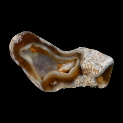 2.6'' Agatized Coral Slab Fossil Oligocene and Miocene Epochs Tampa Bay Florida