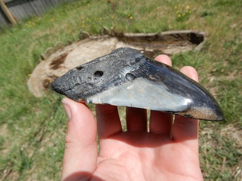 HEAVY FIVE INCH FOSSIL MEGALODON SHARK TOOTH IN BEAUTIFUL CONDITION - Picture 5 of 9
