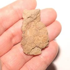 Dinosaur Skin Impression  Fossil from the Famous Hell Creek Formation CRETACEOUS