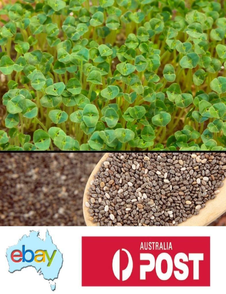 Chia Black Plant Seeds  Salvia hispanica | eBay