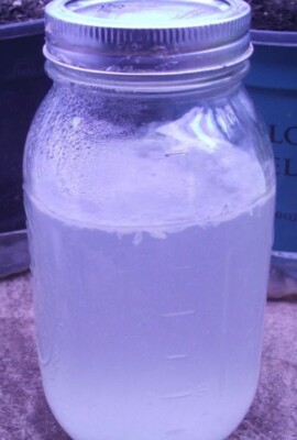 LAB's   Lactic Acid Bacteria   100% Organic Soil Drench & Foliar Feed   16 oz
