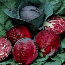 100 Red Acre Cabbage Seeds | Non-GMO | Fresh Garden 200+ Seeds| Heirloom|