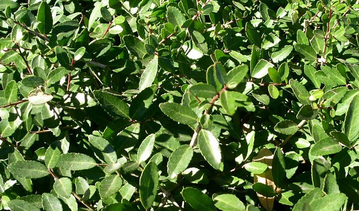 yaupon (Ilex vomitoria)—100 seeds ($3.50) | eBay