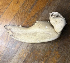 Huge Antique 1928 12” Lobster Claw Taxidermy Nautical Ocean Shell