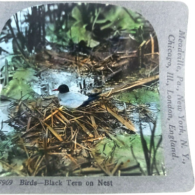 Black Tern Bird Nesting Stereoview 1920s Tinted New York Gull Nature Photo A428