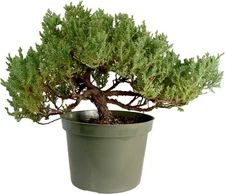 Juniper Pre  Bonsai Tree