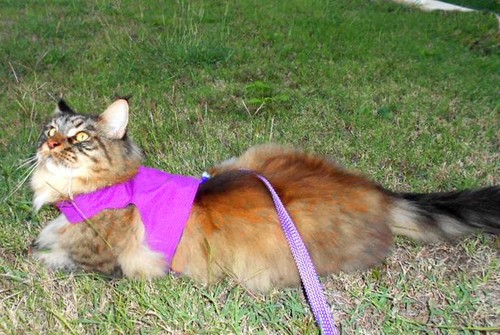 construction express train cat
