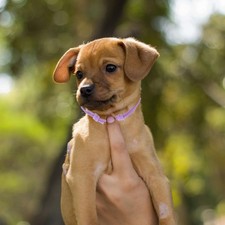 20 Pcs Puppy Whelping Collars New Born for Newborn Puppies Colors Adjustable