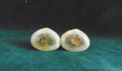 Pair of Mens Deer Antler Cuff Links 1 1/4''  wide Rustic Nice & Shiny