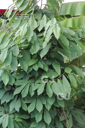 Asimina triloba - Indianerbanane 1 Meter - Bild 2 von 3