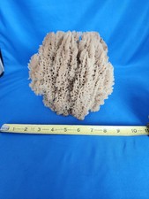 Large Sea Sponge. A 12
