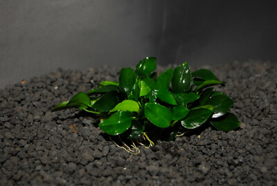 bonsai ginko Ginkgo -Ginkgo biloba 'Jade Butterfly' – Bella Bonsai Nursery main image 1