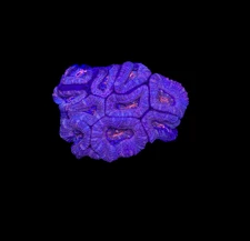 WYSIWYG Red Acan Lord Live Coral Frag SPS LPS for Reef Aquarium Tank