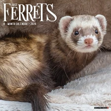 Ferrets 2026 12" x 12" Wall Calendar (free shipping)