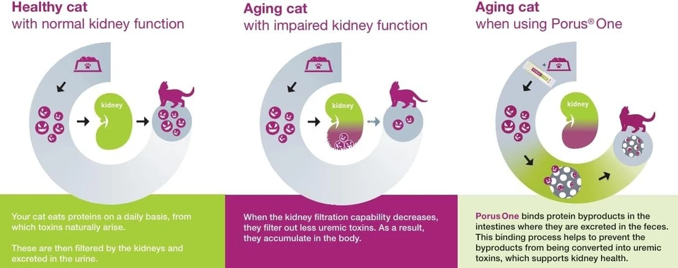 Soporte renal Porus One en gatos, 30 paquetes (500 mg) de Dechra, envío gratuito Foto 2 de 2