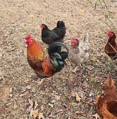 6+ Barnyard Mix, Variety Color Eggs, Fresh Chicken Hatching Eggs (Gold Laced Roo