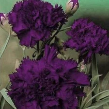 Carnation GRENADIN KING OF BLACKS Dianthus Pollinators Fragrant NonGMO 100 Seeds