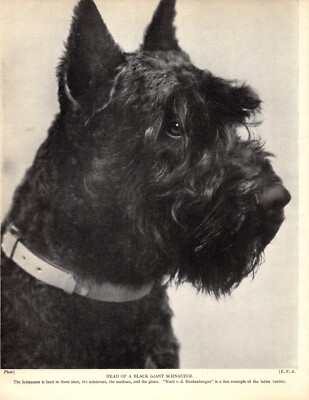 1930s Antique Schnauzer Print Nord v d Hackenbergau Giant Schnauzer 5659k