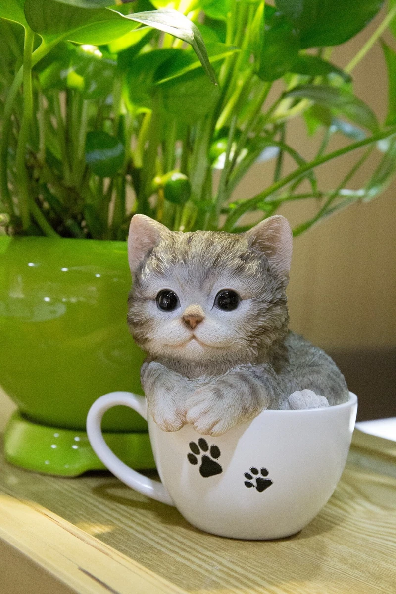 Teacup kitties hot sale