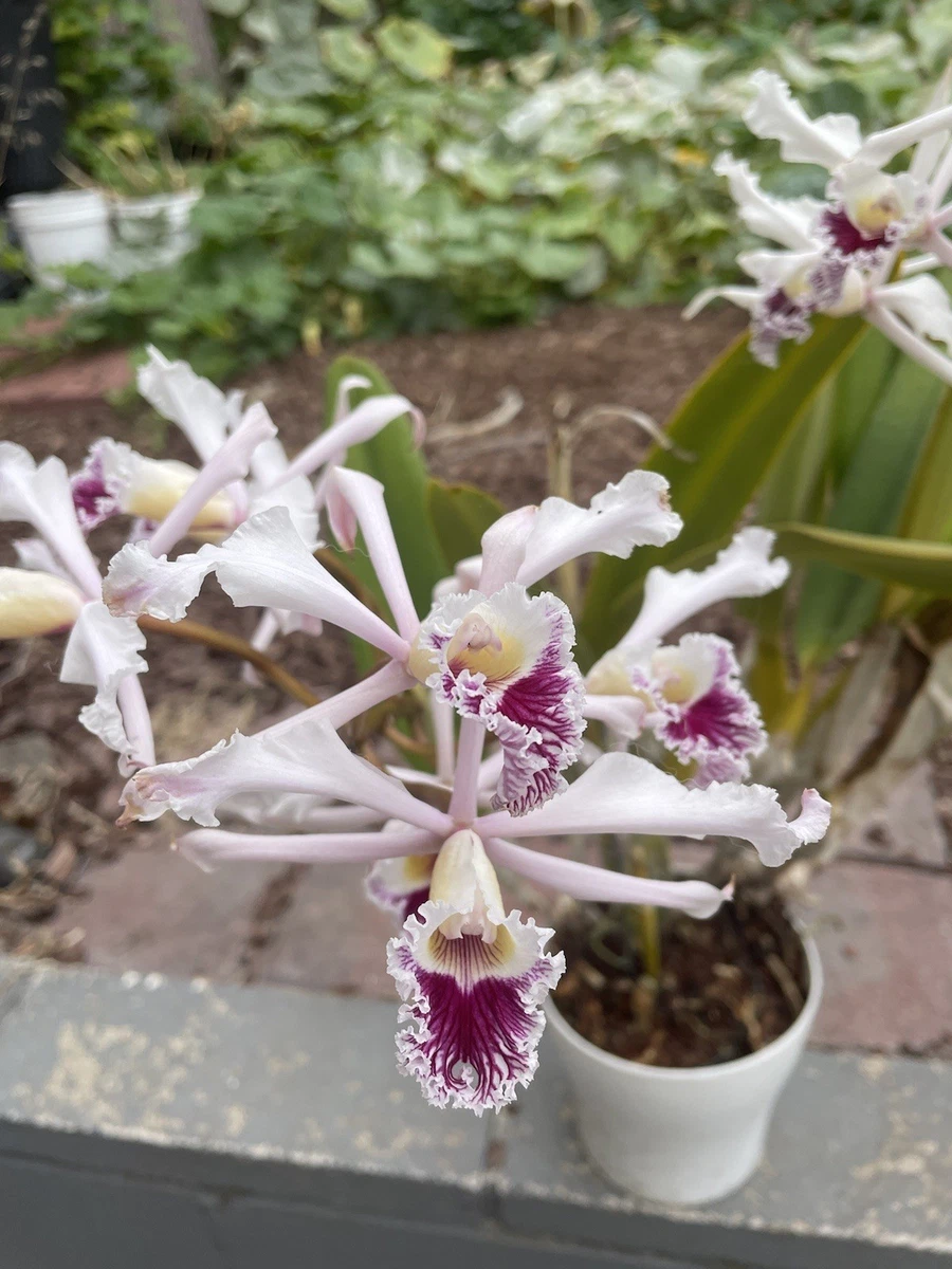 Laelia Tropical Neutral Orchids for sale | eBay