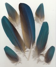 7 farbige Papageienfedern, Mauserfedern, Bastelfedern, blau, ca. 7 cm bis 20 cm