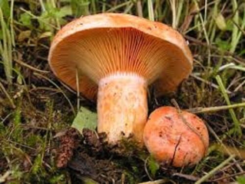 SAFFRON MILKCAP  Lactarius deliciosus Real naturall mushrooms seeds spores $9.90 - Picture 1 of 1