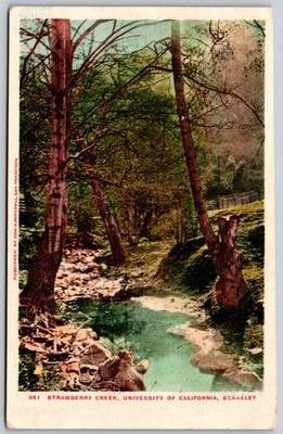 Strawberry Creek University of California Berkeley Forest Scene ANTIQUE Postcard