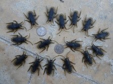 15 Fake Cockroaches Prank Joke Fun Looks Real Made Out Of Rubber