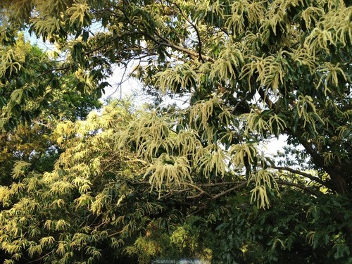Chinese Chestnut Tree - 12-24" Tall Seedling - Live Plant - Castanea mollissima - Picture 9 of 16