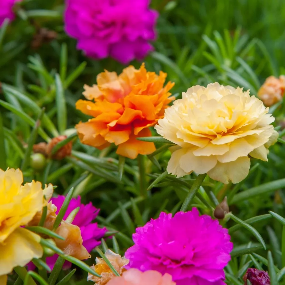 Portulaca flower 2024